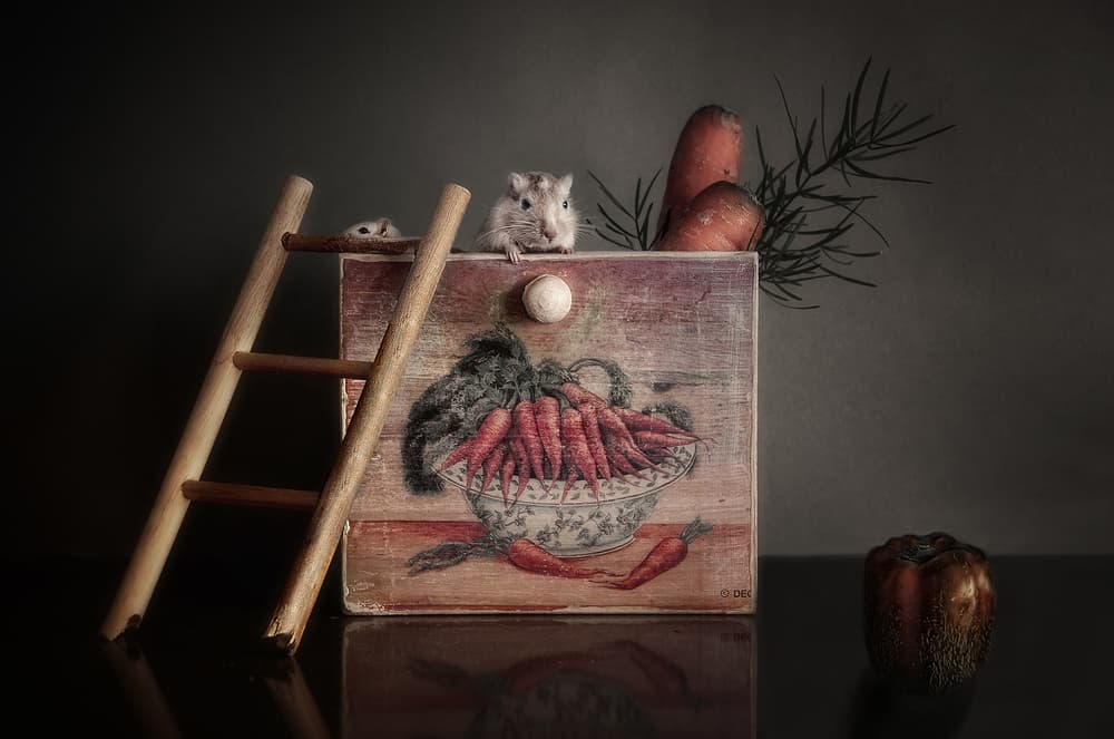 Playful Hamster Harvest by Elena Arjona — canvas wall art