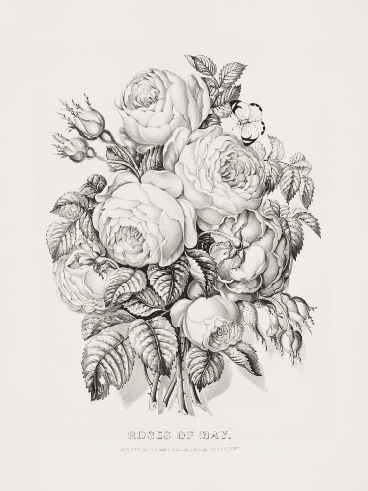 Rose of May (1870) by Currier &amp; Ives — canvas wall art