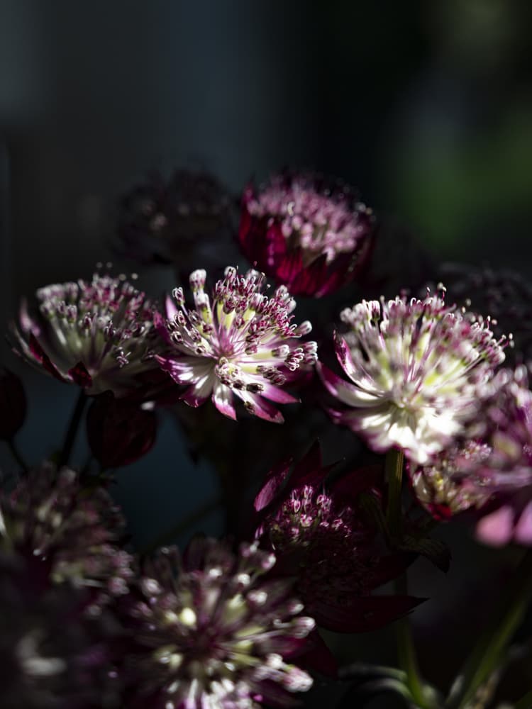 Elegant Purple Blooms by Christa Stroo — canvas wall art