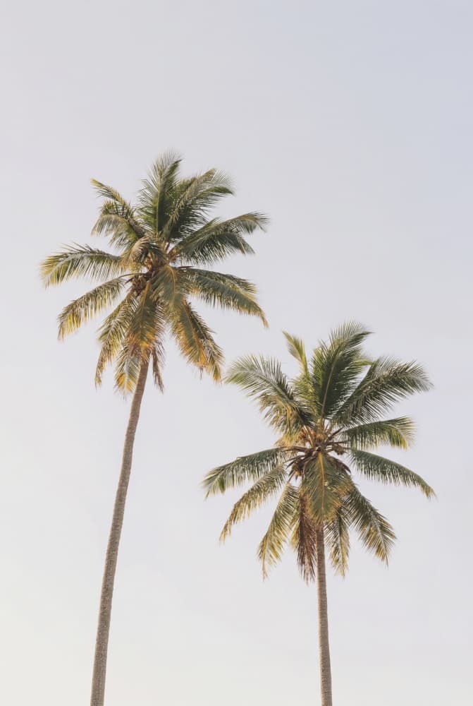Palm Trees by Kathrin Pienaar — canvas wall art