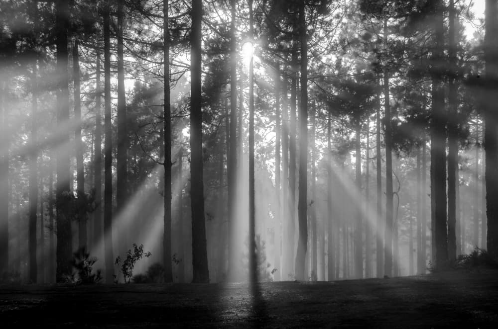 Misty Forest Sun Rays by Montserrat Alviani — canvas wall art