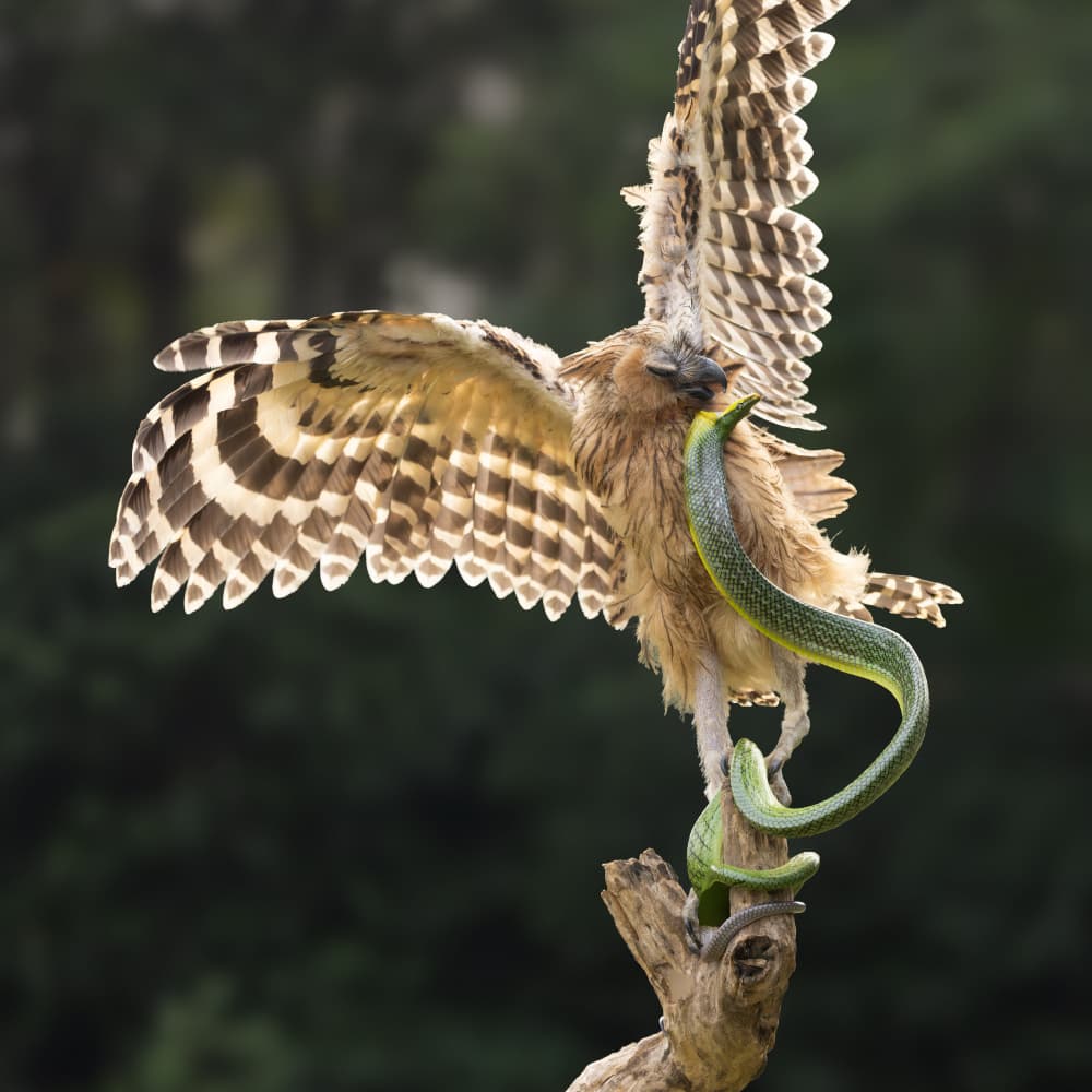 Raptor With Green Snake by Lisdiyanto Suhardjo — canvas wall art