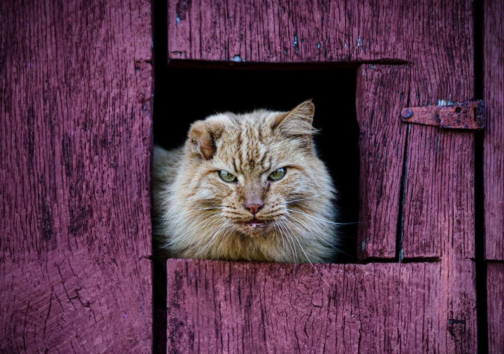 Watchful Barn Cat by Srecko Jubic — canvas wall art