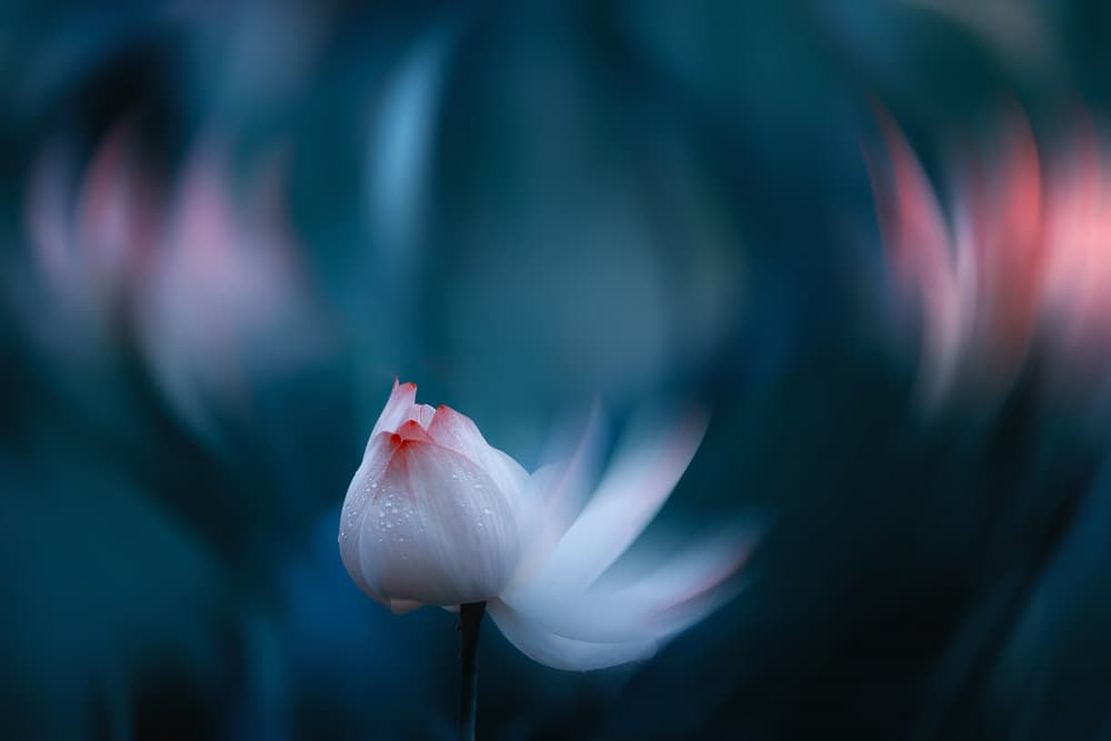 Dreamy Lotus Bloom by Mei Xu — canvas wall art