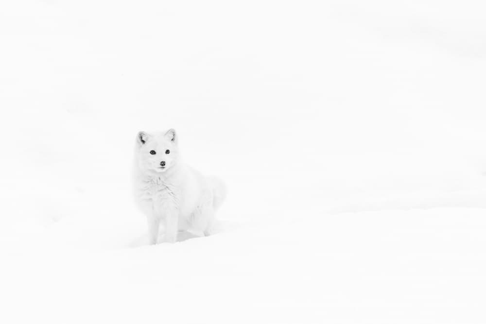 Arctic Fox In Snow by Gustavo Costa — canvas wall art