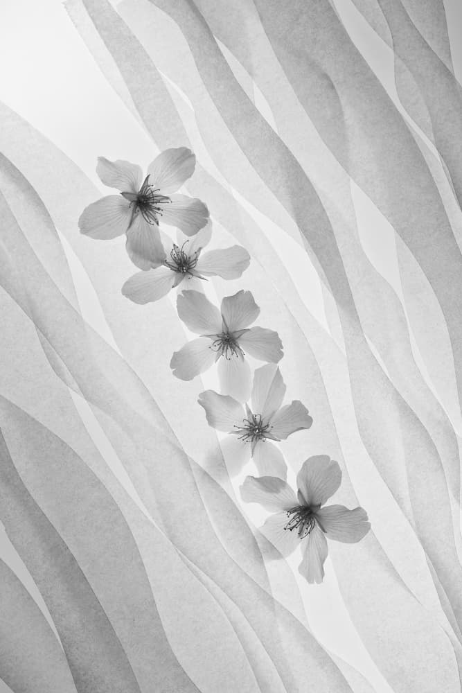 Ethereal Floral Waves by Shihya Kowatari — canvas wall art