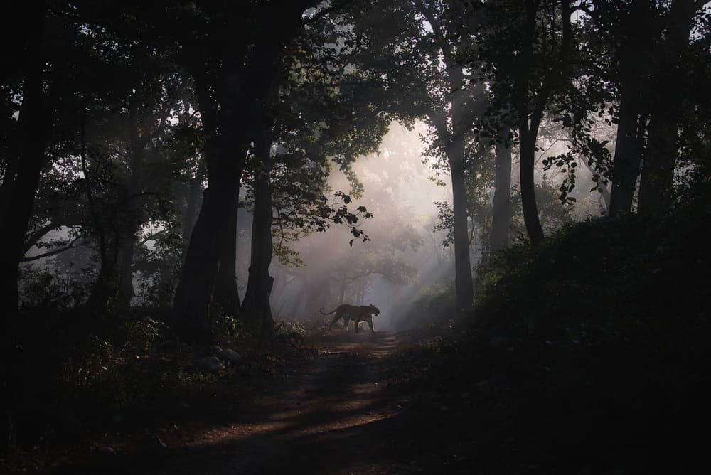 Tiger In Morning Mist by swapnil deshpande — canvas wall art
