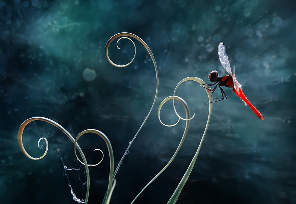 Elegant Red Dragonfly by Abdul Gapur Dayak — canvas wall art