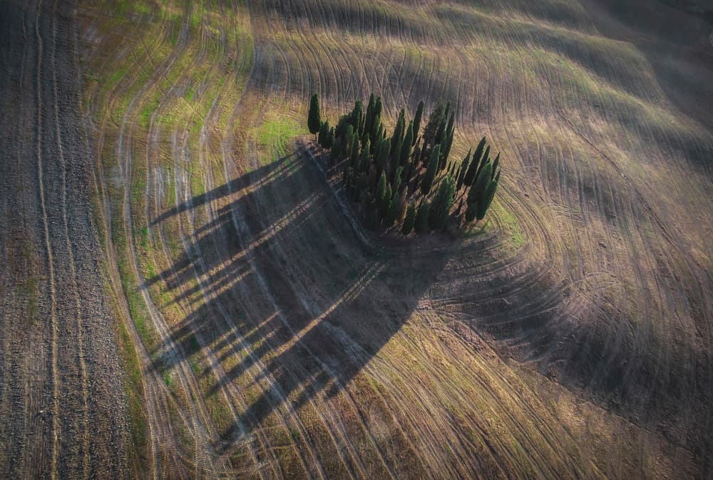 Cypress Hills Shadows by Andrea Maestosi — canvas wall art