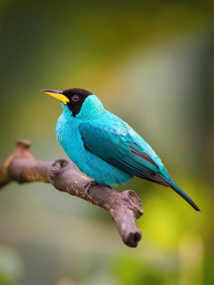 The Green Honeycreeper, Chlorophanes spiza by Petr Simon — canvas wall art