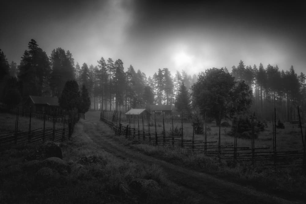Misty Forest Path by Ludwig Riml — canvas wall art