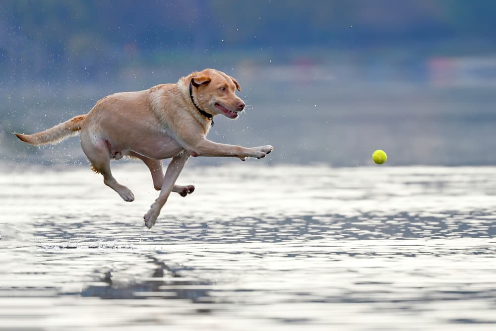 Yellow Lab Jumping Water by Rob Li — canvas wall art