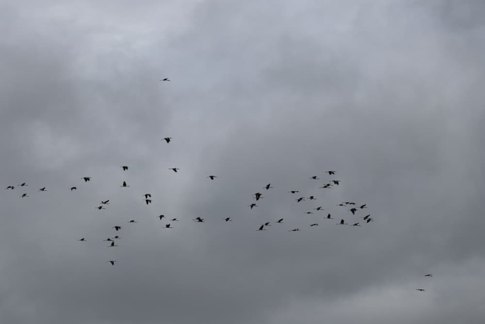 Birds In Flight by Santhosh ch — canvas wall art