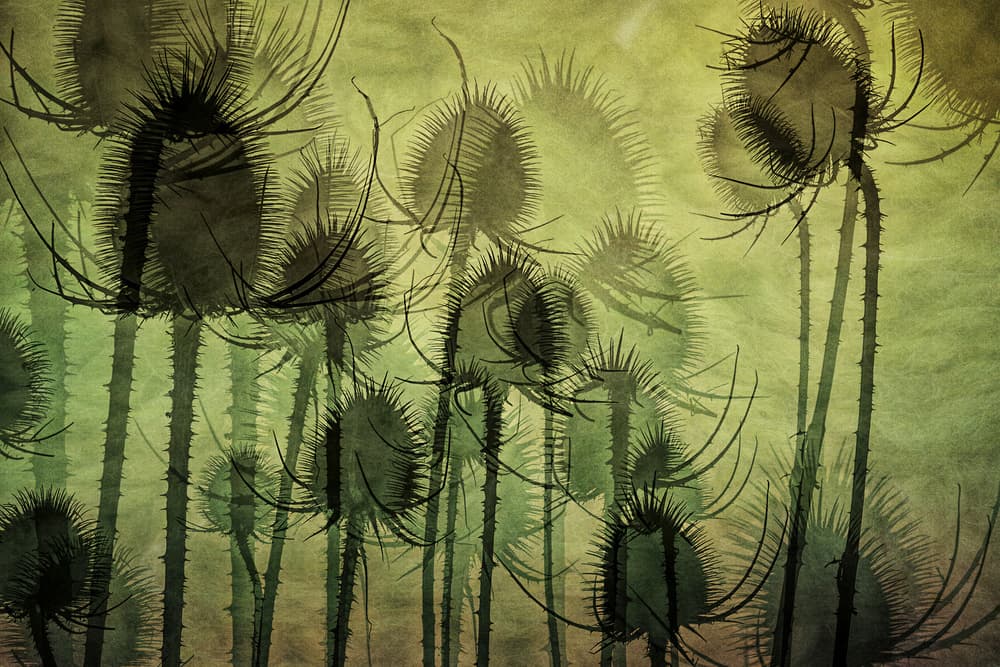 Wild Teasel by Nel Talen — canvas wall art