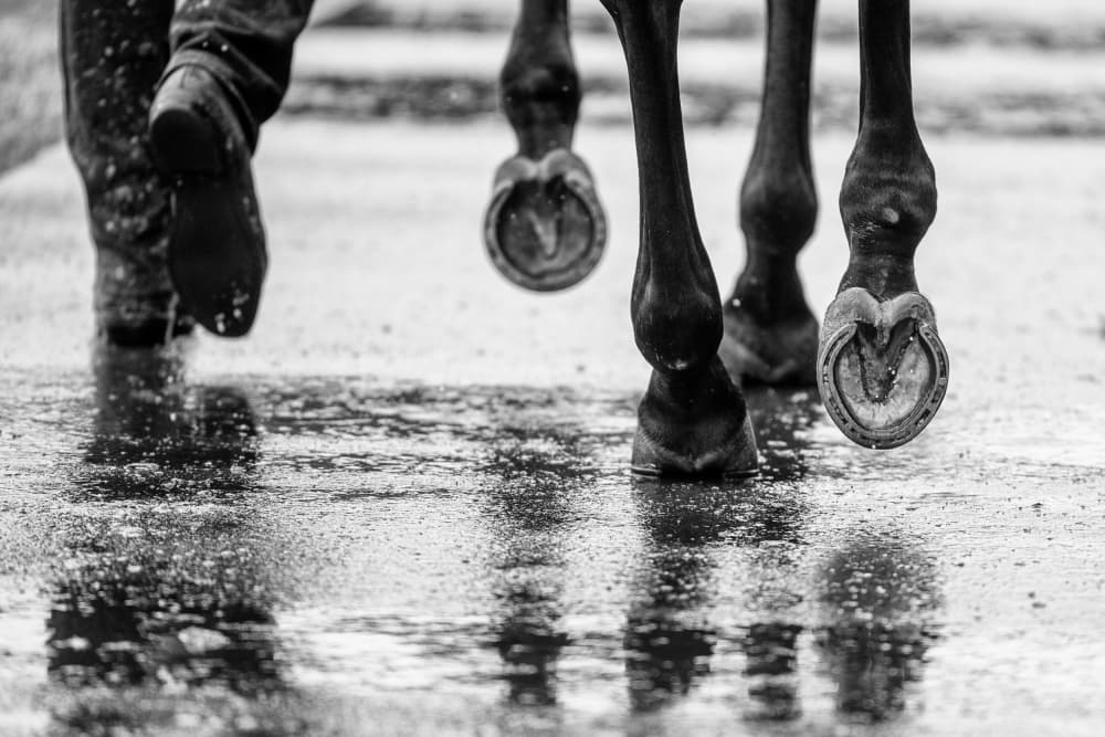 Galloping Through Rain by Sharon Lee Chapman — canvas wall art