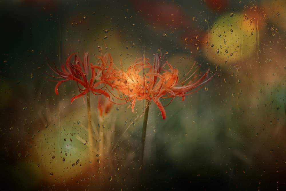 Orange Rain Lilies by YoungIl Kim — canvas wall art