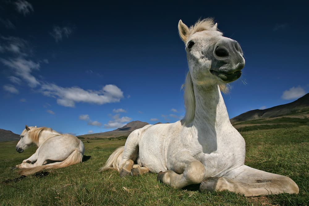 Playful White Horses by Bragi Ingibergsson - BRIN — canvas wall art