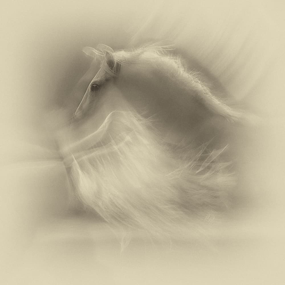 Ethereal White Horse by Milan Malovrh — canvas wall art