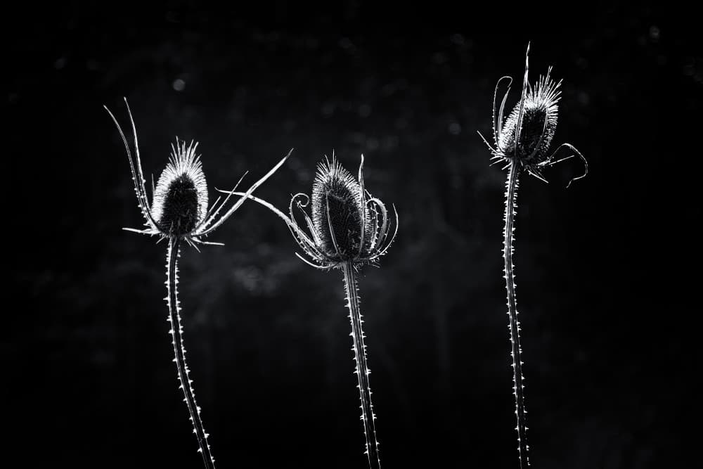 Glowing Dried Thistles by Eric Zhang — canvas wall art