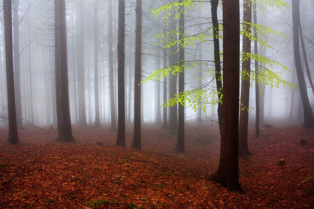 Misty Forest New Growth by Kristjan Rems — canvas wall art