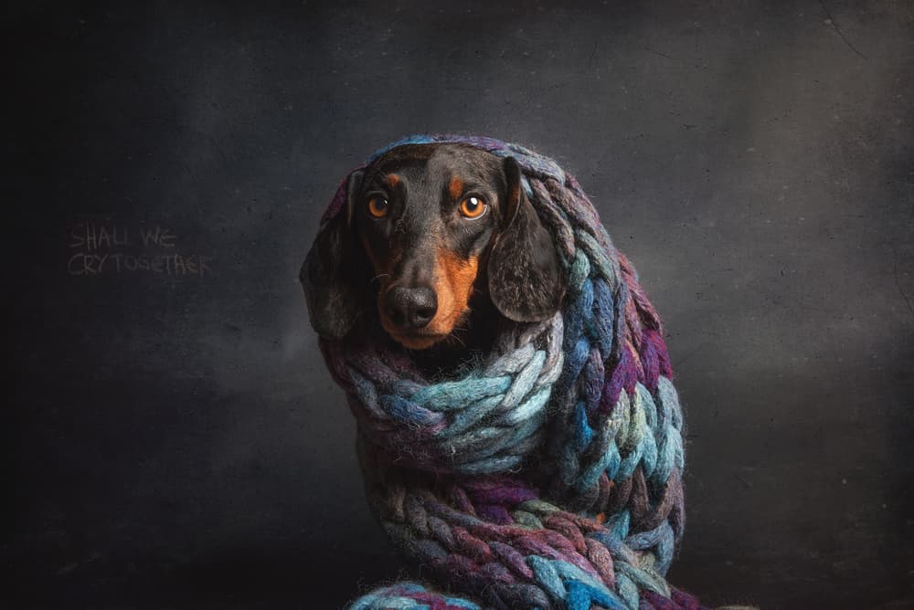 Cozy Pensive Dachshund by Heike Willers — canvas wall art