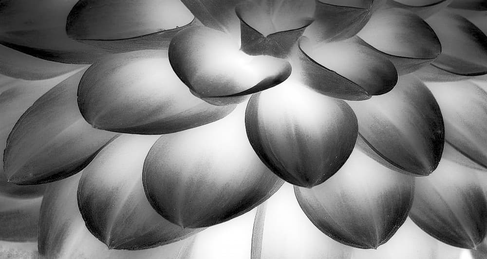 Soft Petal Layers by Anna Cseresnjes — canvas wall art
