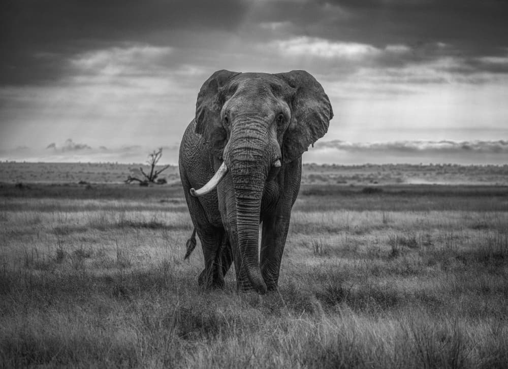 Majestic African Elephant by Hamza Qarooni — canvas wall art