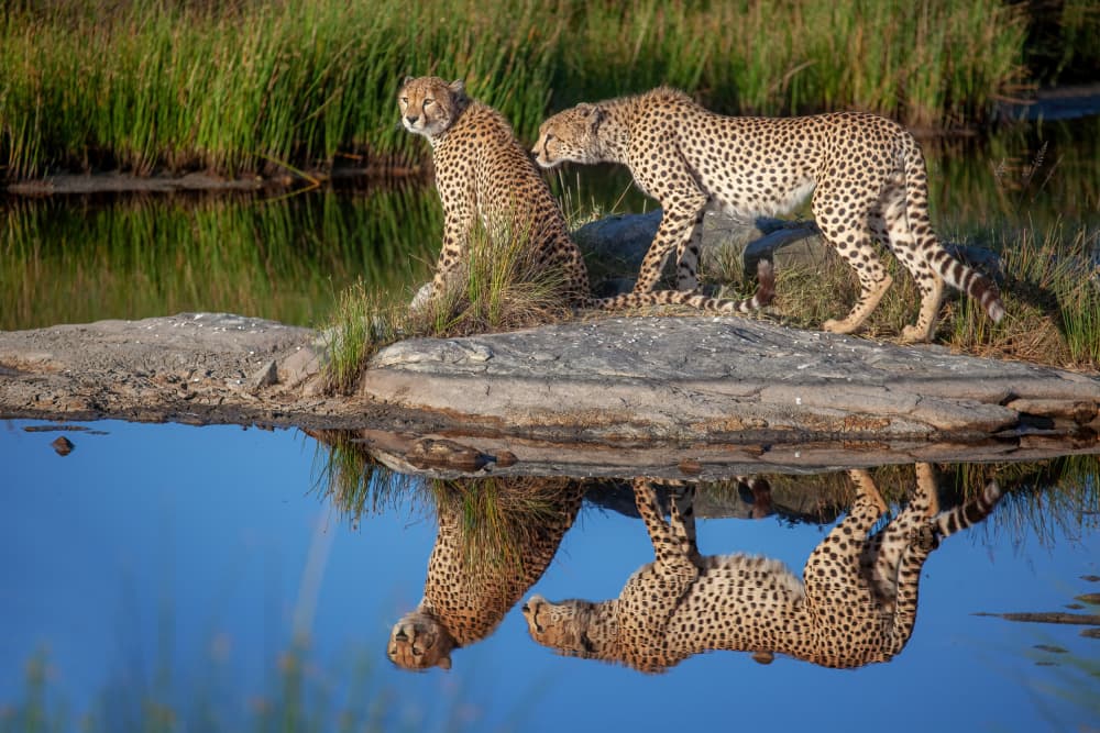 Cheetahs by the Water by Alessandro Catta — canvas wall art