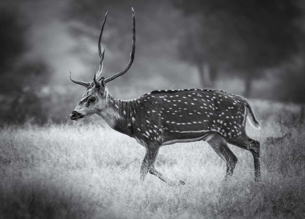 Black White Spotted Deer by Hamza Qarooni — canvas wall art