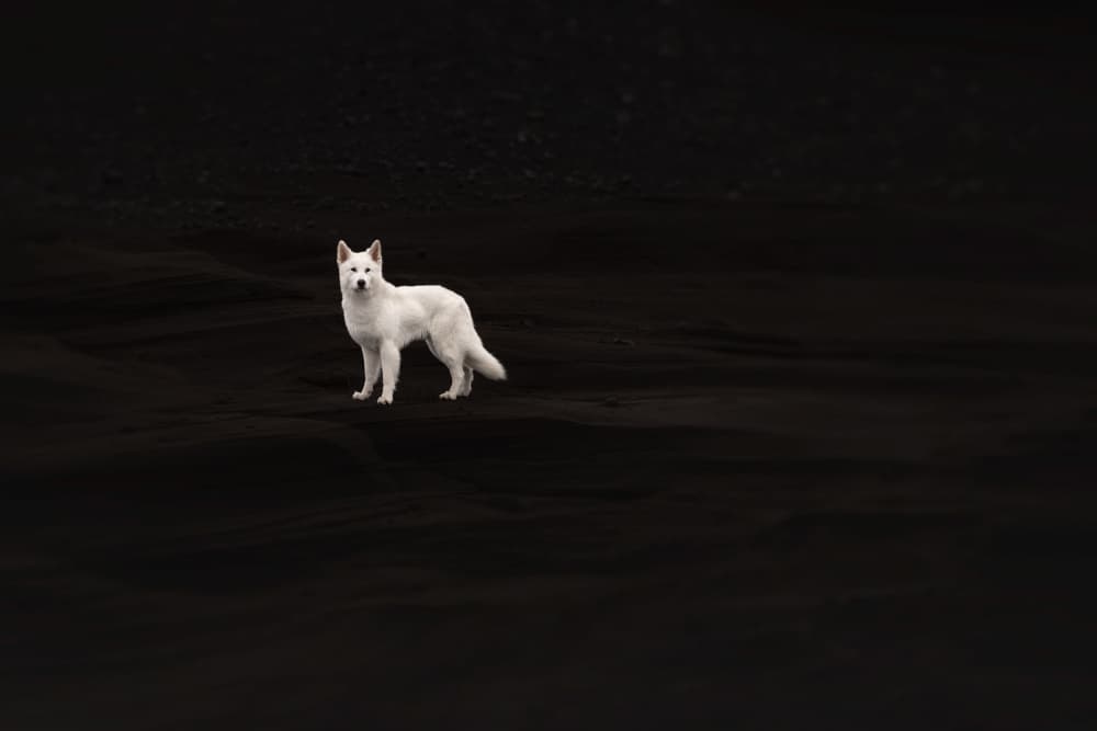 Lone White Wolf by Ve Shandor — canvas wall art
