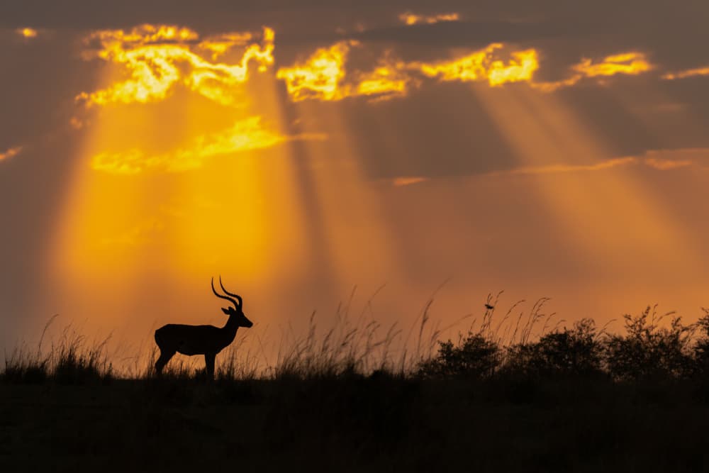 Majestic Impala Silhouette by Yogesh Bhatia — canvas wall art
