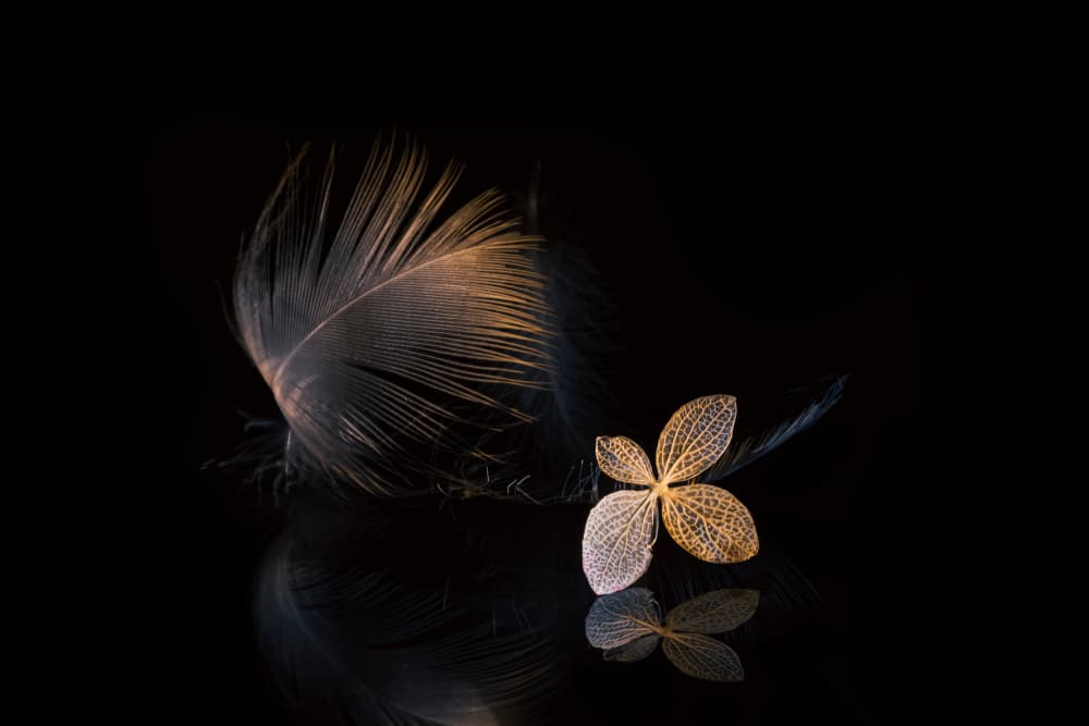 Delicate Golden Feather Still Life by Igor Kopcev — canvas wall art