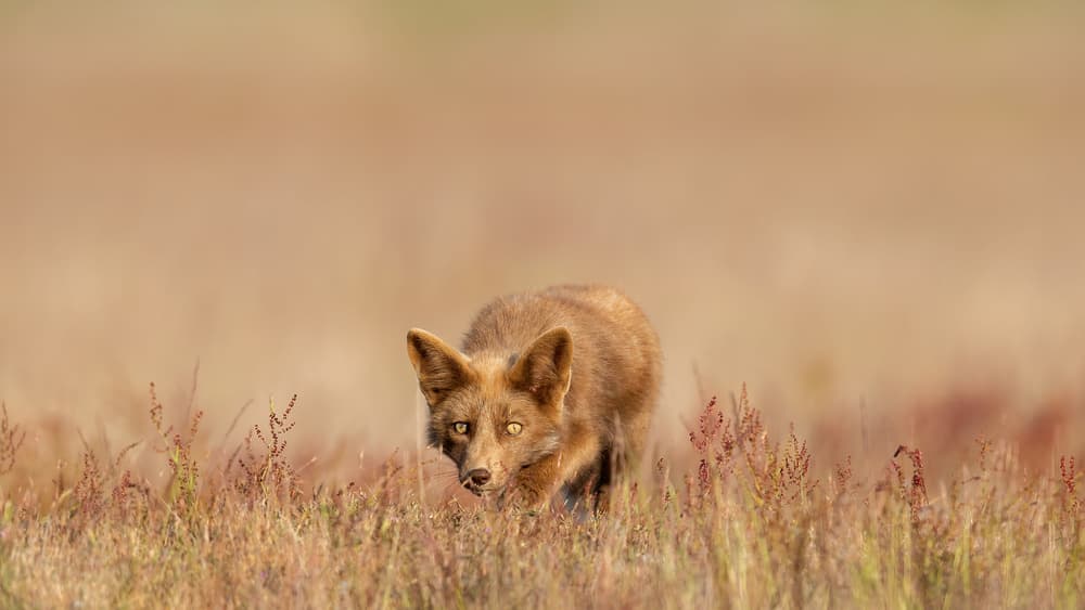 Alert Fox in Field by Phillip Chang — canvas wall art