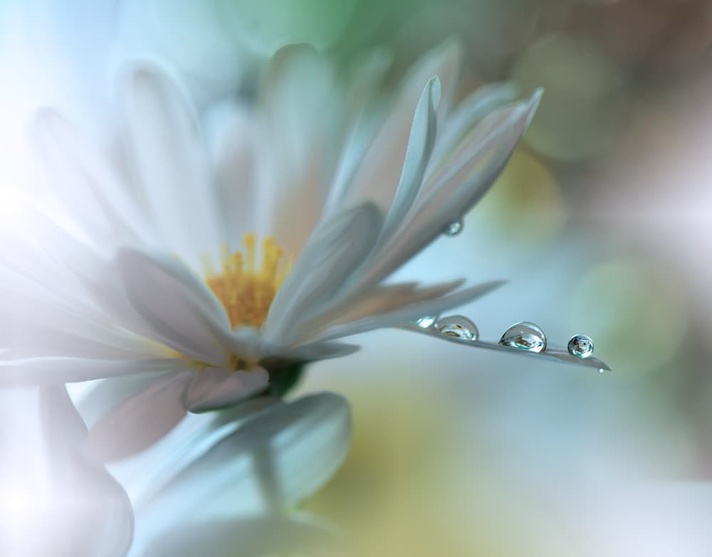 White Flower Dew Drops by Juliana Nan — canvas wall art