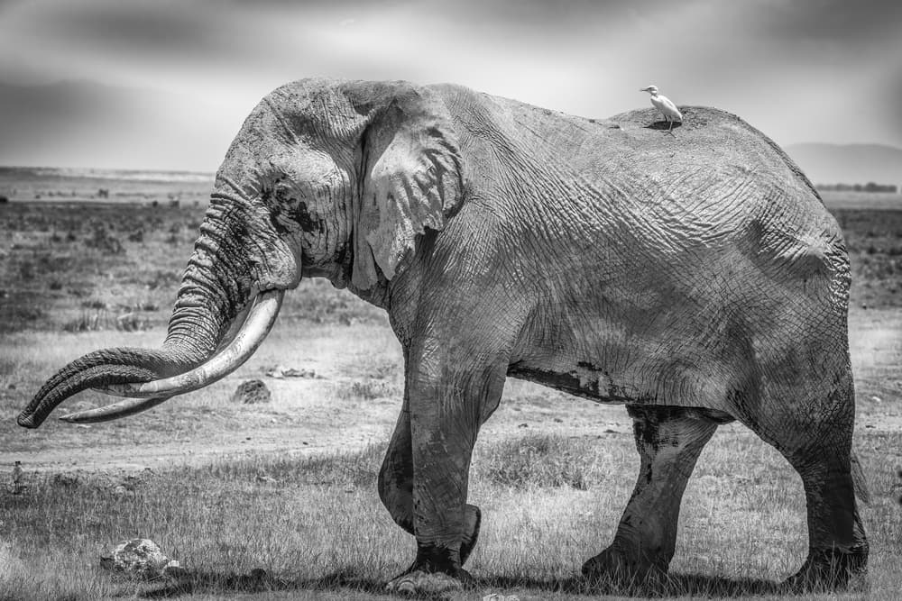 African Elephant and Companion by Jeffrey C. Sink — canvas wall art