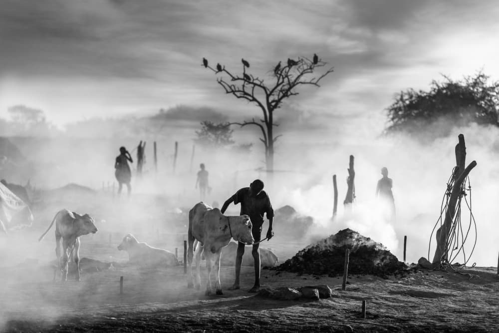 Man and Cow in Haze by Svetlin Yosifov — canvas wall art