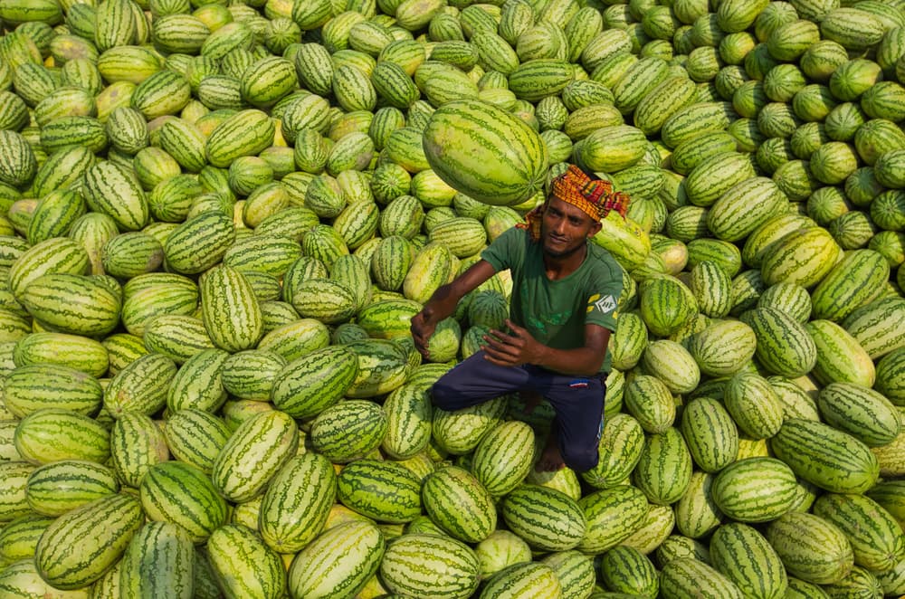 Man Among Watermelons by Azim Khan Ronnie — canvas wall art