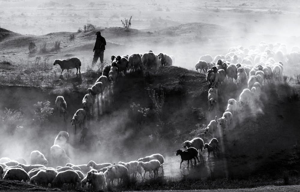 Shepherd Through Dusty Hills by durmusceylan — canvas wall art