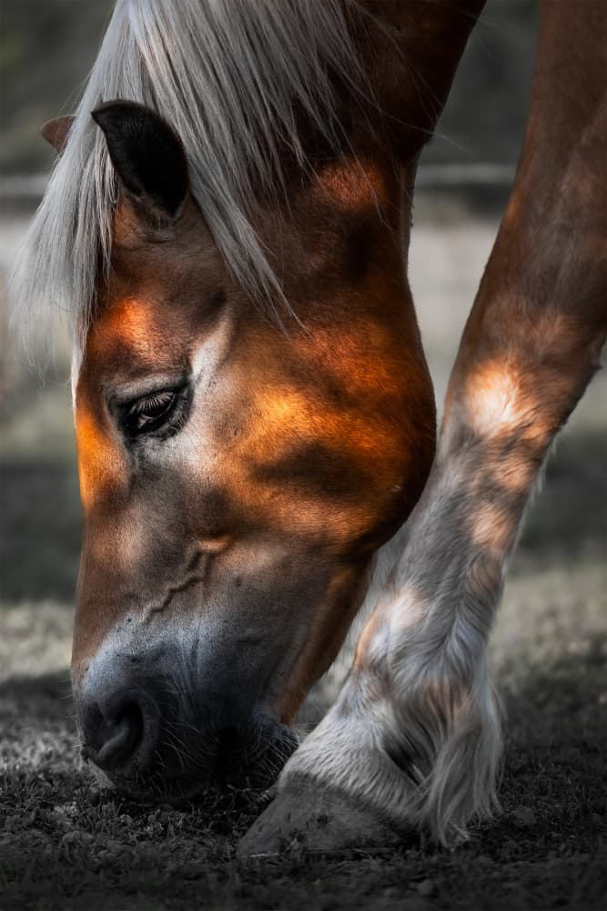 Grazing Horse in Sunlight by Francis Wilson — canvas wall art