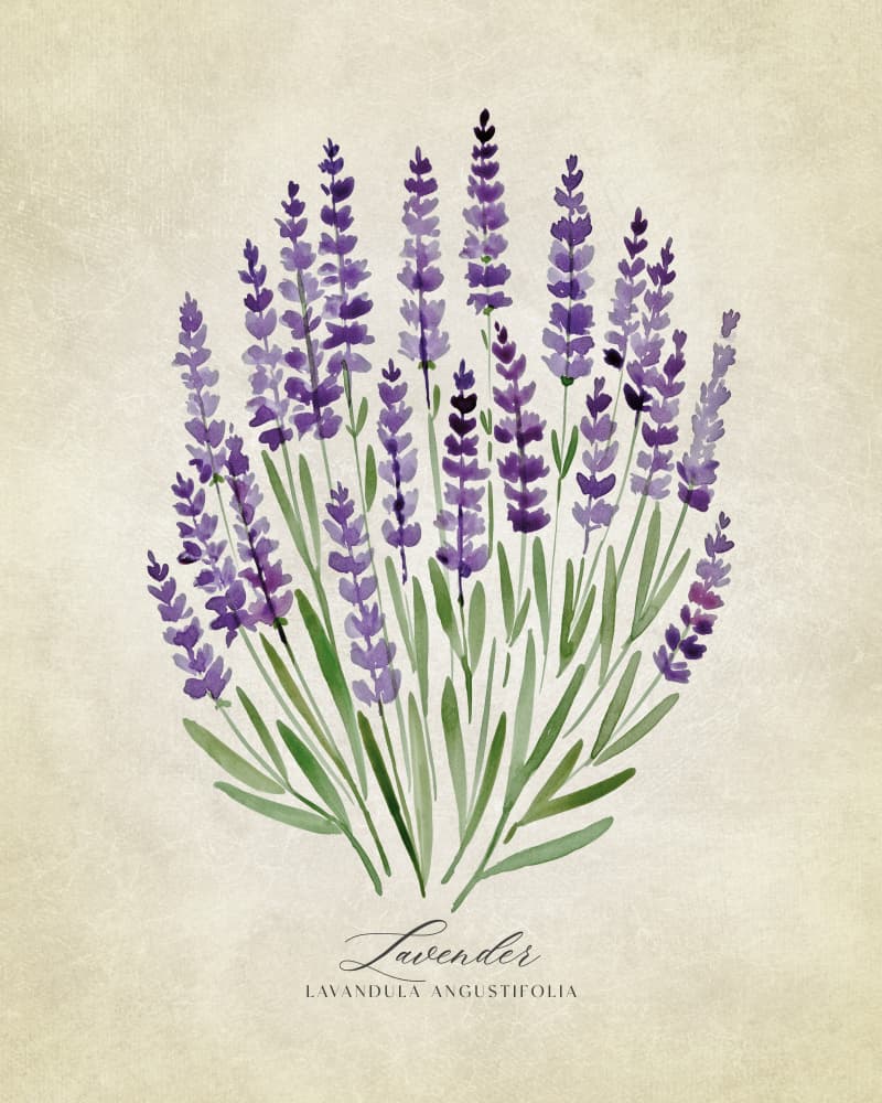 Purple Lavender Botanical by Rosana Laiz Blursbyai — canvas wall art
