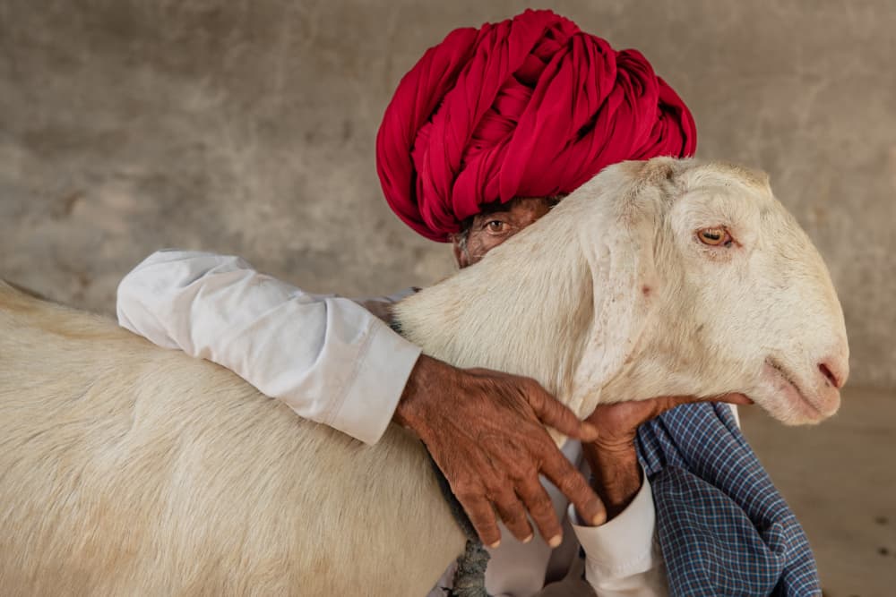 Red Turban Man and Goat by Nadeem Mallick — canvas wall art