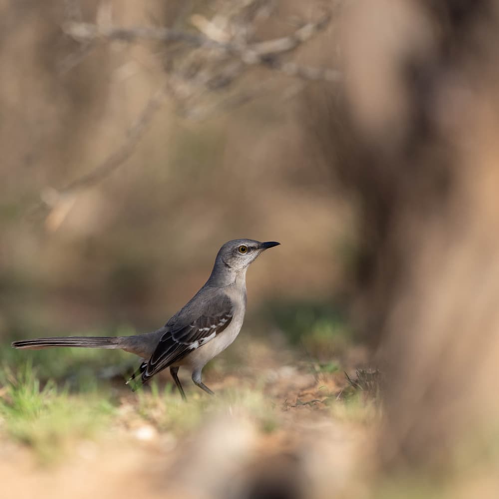 Mockingbird In Nature by Barbara Gill — canvas wall art