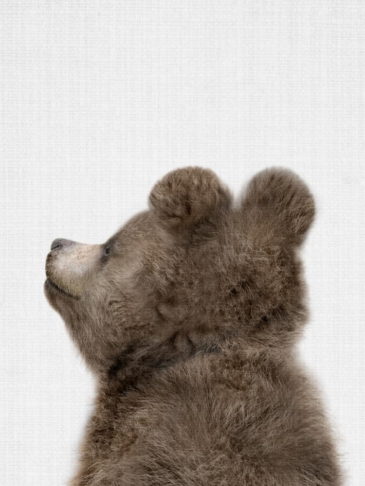 Baby Bear Looking Up by Lila &amp; Lola — canvas wall art
