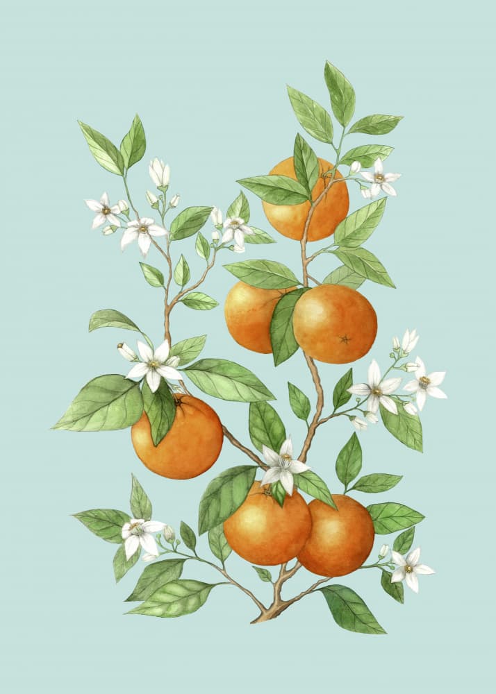 Citrus Blossoms And Oranges by Maja Kjær — canvas wall art