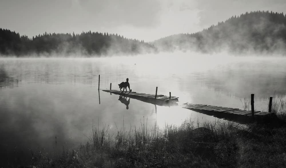Misty Lake Dog Walk by Zlatina Peeva — canvas wall art