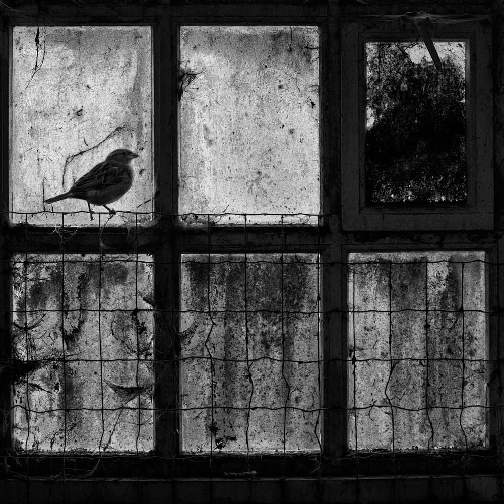 Sparrow on Gritty Window by Rob Olivier — canvas wall art