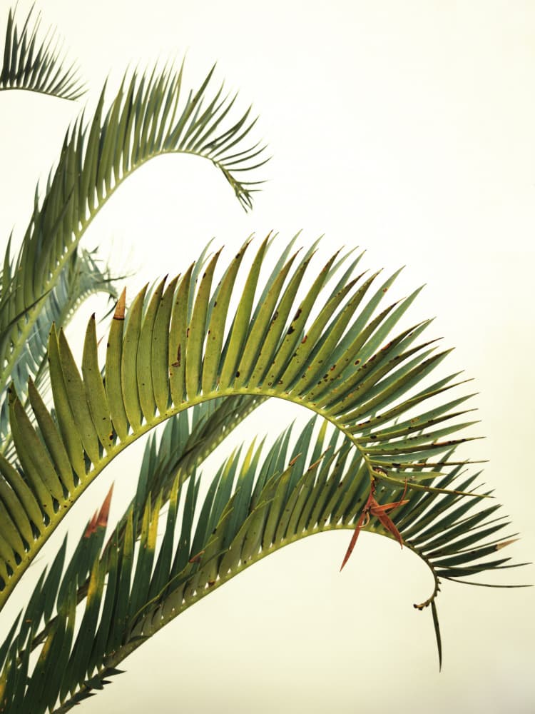Organic Palm Leaves by Angelo Cerantola — canvas wall art