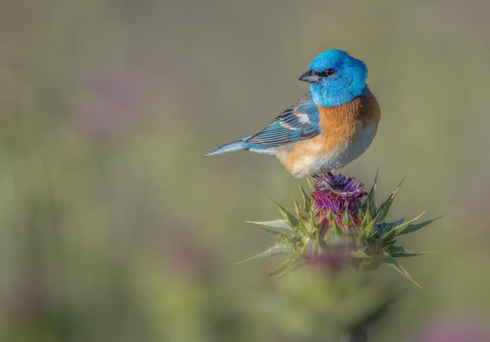 Blowin' in the wind by Greg Barsh — canvas wall art