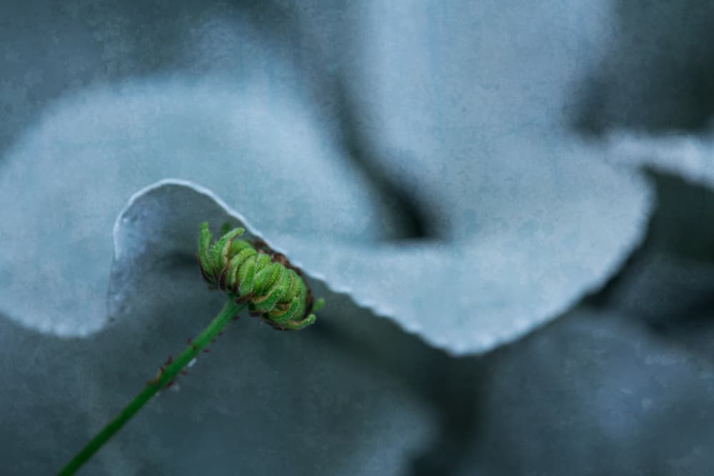 Soft Green Bud by Xiang yang Cui — canvas wall art