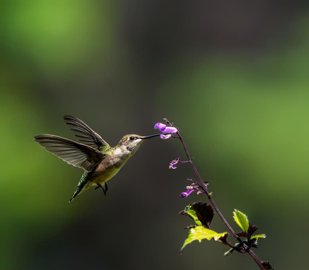 Hummingbird Nectaring Purple Flower by Hannah & Wei — canvas wall art